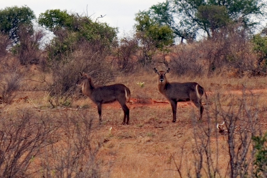 Kenia (367).jpg